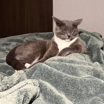 Domestic Short Hair Cats Available for Adoption in San Jacinto, California - Blu | PetCurious