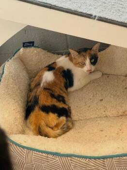 BARN CAT KITTIES -  Domestic Short Hair Cat for Adoption in Pegram, Tennessee - BARN CAT KITTIES | PetCurious