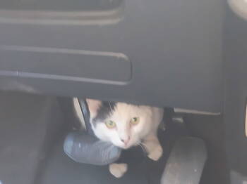 Rescue Domestic Short Hair Cats for Adoption in Cromwell, Kentucky - Cash | PetCurious