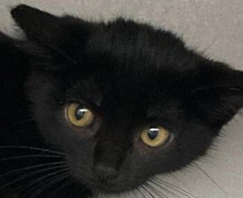 Super Nova -  Domestic Short Hair Cat for Adoption in Dayton, Minnesota - Super Nova | PetCurious