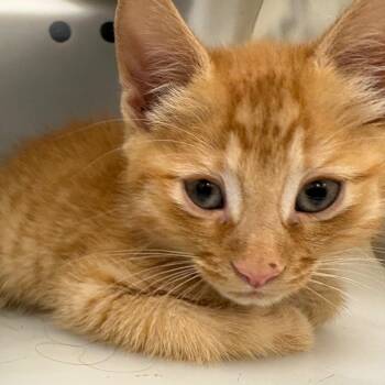 Domestic Short Hair Cats Available for Adoption in Columbus, Georgia - 05/05/2026-Stray-WynntonRoad | PetCurious