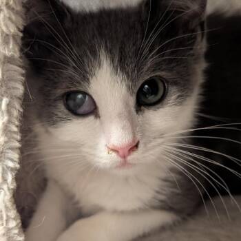 Domestic Medium Hair Cats Available for Adoption in Sonoma, California - Mad Eye Moody | PetCurious