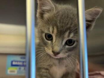 OLLIE -  Domestic Short Hair Cat for Adoption in Palo Alto, California - OLLIE | PetCurious
