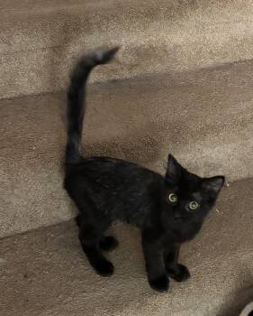 Winky -  Domestic Medium Hair Cat for Adoption in Theodore, Alabama - Winky | PetCurious