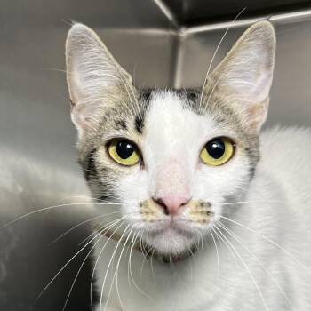 Joyce -  Domestic Short Hair Cat for Adoption in Palm Springs, California - Joyce | PetCurious