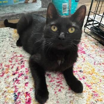 Chicken Salad -  Domestic Short Hair Cat for Adoption in Parkersburg, West Virginia - Chicken Salad | PetCurious
