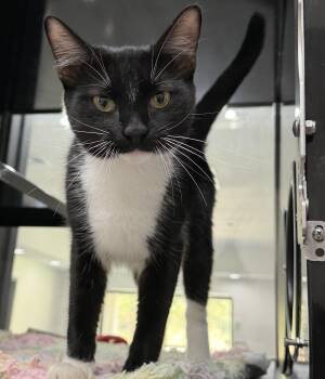 Dapper -  Domestic Short Hair Cat for Adoption in Tom Bean, Texas - Dapper | PetCurious