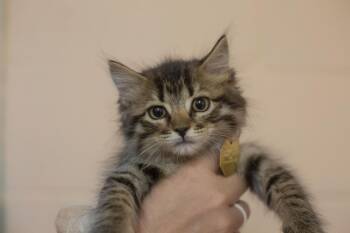 Fella -  Domestic Long Hair and Tabby Cat for Adoption in Mountain Home, Arkansas - Fella | PetCurious