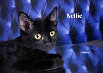 Nellie -  Domestic Short Hair Cat for Adoption in York, Nebraska - Nellie | PetCurious