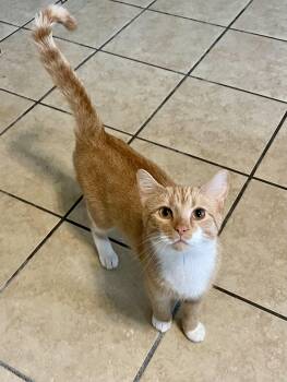 Muffin -  Domestic Short Hair Cat for Adoption in Lacon, Illinois - Muffin | PetCurious