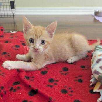 Cheddar -  Domestic Short Hair Cat for Adoption in Riverside, California - Cheddar | PetCurious