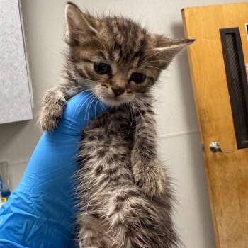Zena Marie -  Domestic Short Hair Cat for Adoption in Columbiana, Alabama - Zena Marie | PetCurious