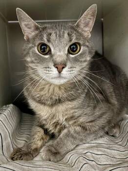 Domestic Short Hair Cats Available for Adoption in York, South Carolina - LIL BIT | PetCurious
