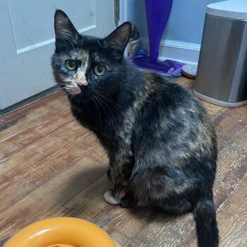 Betty Coleman FIV-pos -  Domestic Short Hair Cat for Adoption in Morrison, Colorado - Betty Coleman FIV-pos | PetCurious