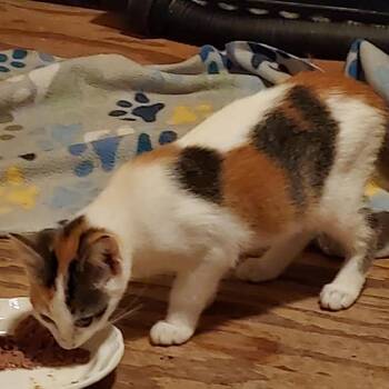 Tabico -  Domestic Short Hair Cat for Adoption in Baytown, Texas - Tabico | PetCurious
