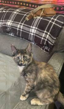 Regina -  Domestic Medium Hair Cat for Adoption in Tulsa, Oklahoma - Regina | PetCurious
