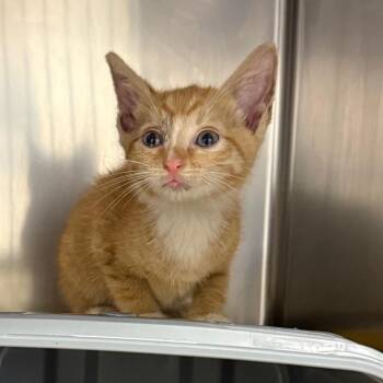 Panini -  Domestic Short Hair Cat for Adoption in Greenville, South Carolina - Panini | PetCurious