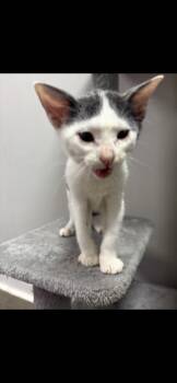 Nelson -  Domestic Short Hair Cat for Adoption in Marietta, Georgia - Nelson | PetCurious