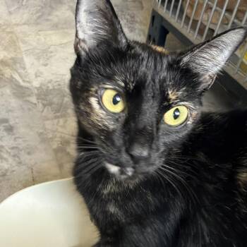 Jinx -  Domestic Short Hair Cat for Adoption in Summerlee, West Virginia - Jinx | PetCurious