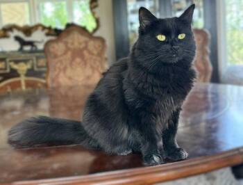 Elvira -  Domestic Long Hair and Maine Coon Cat for Adoption in Walnut Creek, California - Elvira | PetCurious