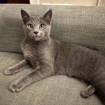 Boo -  Domestic Short Hair Cat for Adoption in Honeoye, New York - Boo | PetCurious