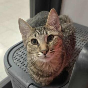 Rescue Domestic Short Hair Cats for Adoption in Warr Acres, Oklahoma - June | PetCurious