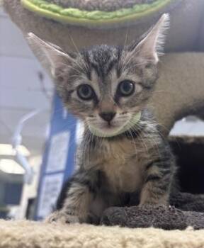 Seasmoke -  Domestic Short Hair Cat for Adoption in Los Angeles, California - Seasmoke | PetCurious