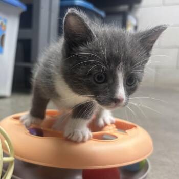 Niko -  Domestic Short Hair Cat for Adoption in Waynesburg, Pennsylvania - Niko | PetCurious