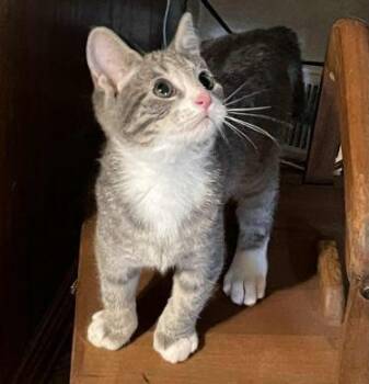 Rescue American Shorthair Cats for Adoption in Philippi, West Virginia - Hershall | PetCurious