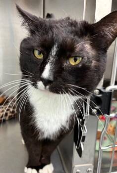 Domestic Short Hair Cats Available for Adoption - Murdock | PetCurious