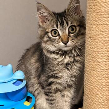 Sinclair -  Domestic Short Hair Cat for Adoption in Brea, California - Sinclair | PetCurious