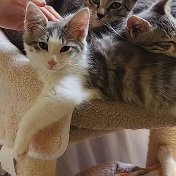 Martin -  Domestic Long Hair Cat for Adoption in Magnolia, Texas - Martin | PetCurious