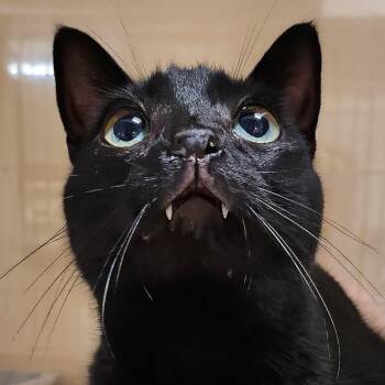 Rescue Domestic Short Hair Cats for Adoption in Tioga, Pennsylvania - Amelia Black | PetCurious