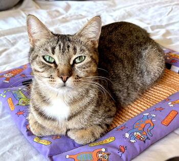 Emmy -  Domestic Short Hair Cat for Adoption in Minneapolis, Minnesota - Emmy | PetCurious
