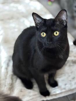 Domestic Short Hair Cats Available for Adoption in Liverpool, Texas - Shuri | PetCurious