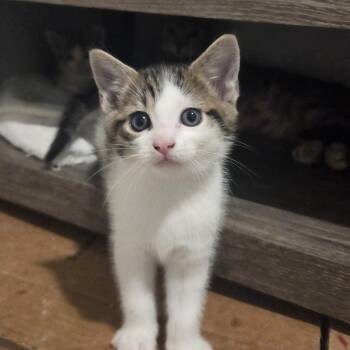 Guac -  Tabby and Domestic Short Hair Cat for Adoption in UNIVERSITY PA, Maryland - Guac | PetCurious