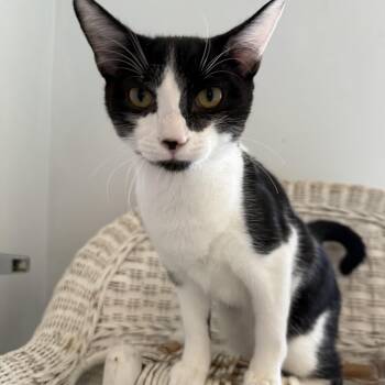 Ramano -  Domestic Short Hair Cat for Adoption in Pittsboro, North Carolina - Ramano | PetCurious
