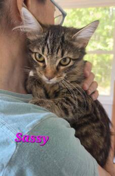 Sassy -  Domestic Medium Hair Cat for Adoption in Amherst, Virginia - Sassy | PetCurious