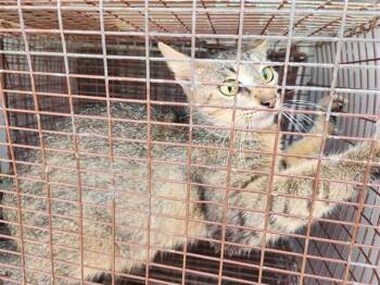 Rescue Domestic Short Hair Cats for Adoption in Houston, Texas - A639821 | PetCurious