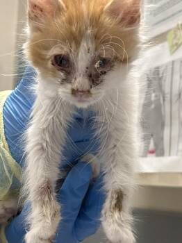 Domestic Short Hair Cats Available for Adoption in Las Vegas, Nevada - FRIED RICE | PetCurious