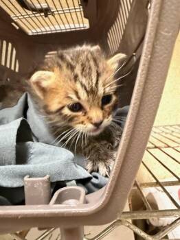 A1926405 -  Domestic Short Hair Cat for Adoption in Riverside, California - A1926405 | PetCurious