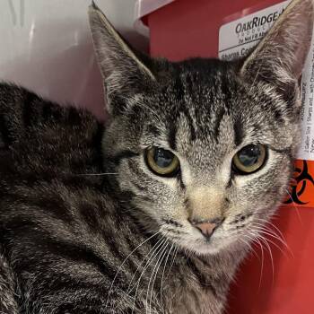 Domestic Short Hair Cats Available for Adoption - Croissant | PetCurious