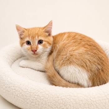 Moe -  Domestic Short Hair Cat for Adoption in Redwood Falls, Minnesota - Moe | PetCurious