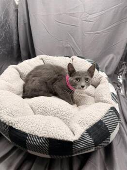 TOFFEE -  Domestic Short Hair Cat for Adoption in Grovetown, Georgia - TOFFEE | PetCurious