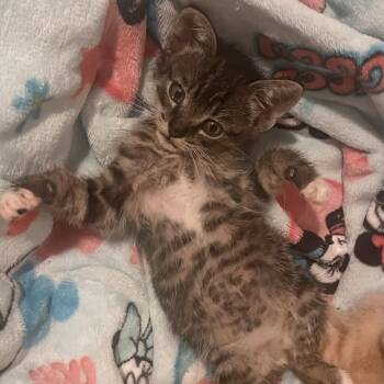 Rescue Domestic Short Hair Cats for Adoption in Brownsboro, Alabama - Runny | PetCurious