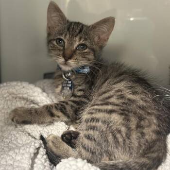 H213098 Yuji -  Domestic Short Hair Cat for Adoption in Port Washington, New York - H213098 Yuji | PetCurious
