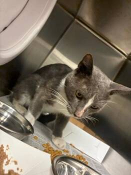 FRANCIS -  Domestic Short Hair Cat for Adoption in West Palm Beach, Florida - FRANCIS | PetCurious