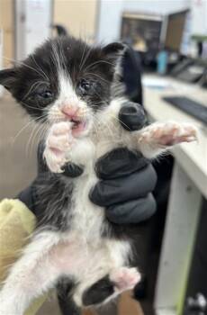 ROKU -  Domestic Short Hair Cat for Adoption in Dallas, Texas - ROKU | PetCurious