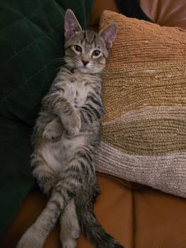 Dorian - In Foster -  Domestic Short Hair Cat for Adoption in Midland, Michigan - Dorian - In Foster | PetCurious