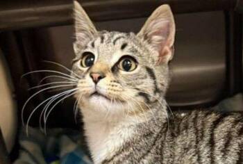 Domestic Short Hair Cats Available for Adoption - Ricky Ticky Tabby | PetCurious